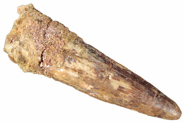 Fossil Spinosaurus Tooth - Real Dinosaur Tooth #269166